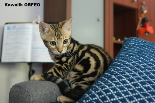 chaton bengal